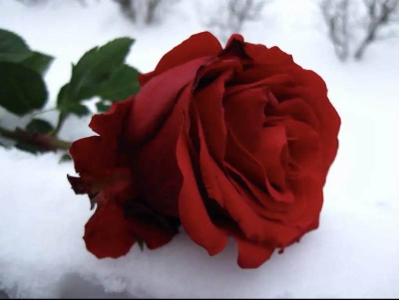 Brocante professionnelle mensuelle