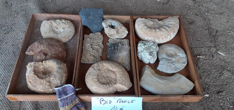 Vide collection de fossiles